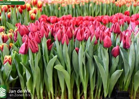 Tulipa Podcast ® (1)